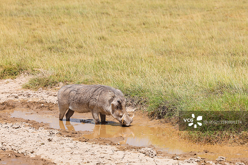非洲肯尼亚动物保护区灰冠鹤和疣猪图片素材