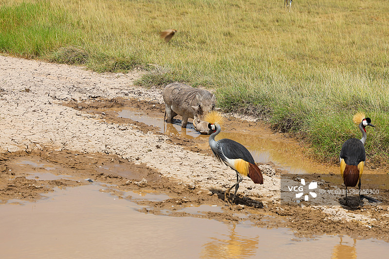 非洲肯尼亚动物保护区灰冠鹤和疣猪图片素材