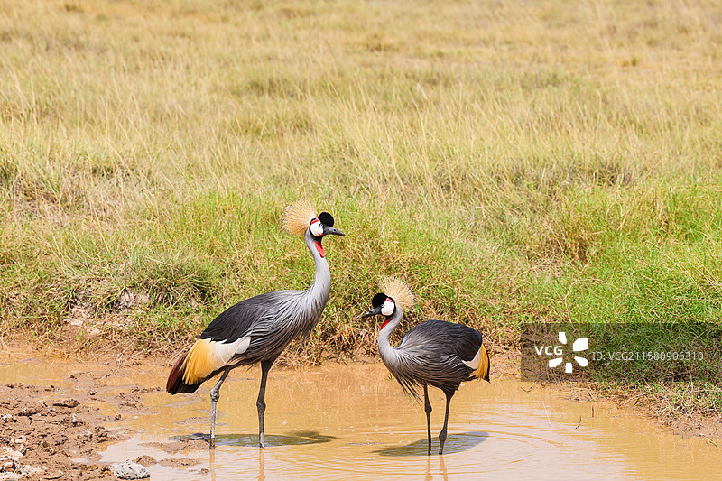 非洲肯尼亚动物保护区灰冠鹤和疣猪图片素材