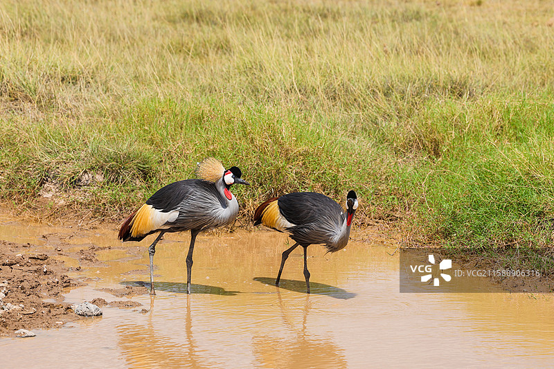 非洲肯尼亚动物保护区灰冠鹤和疣猪图片素材