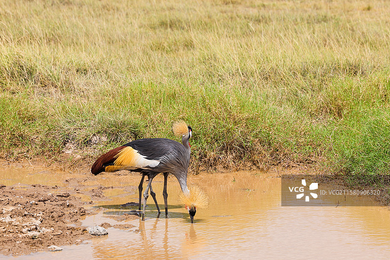非洲肯尼亚动物保护区灰冠鹤和疣猪图片素材