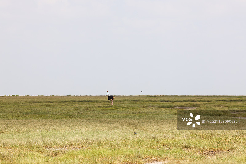 非洲肯尼亚大草原鸵鸟图片素材