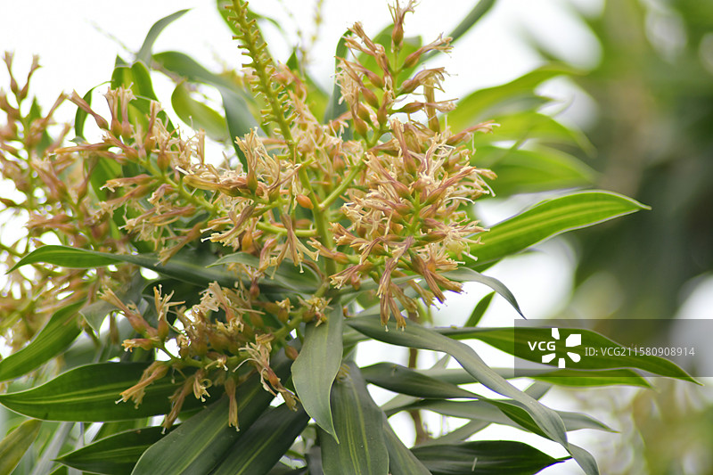 珍稀园林景观植物-Dracaena reflexa百合竹图片素材