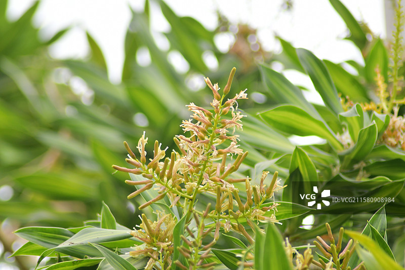 珍稀园林景观植物-Dracaena reflexa百合竹图片素材