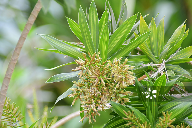 珍稀园林景观植物-Dracaena reflexa百合竹图片素材