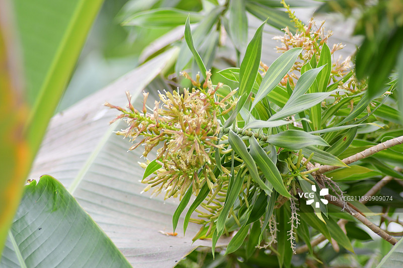珍稀园林景观植物-Dracaena reflexa百合竹图片素材