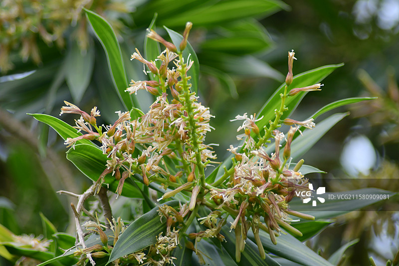珍稀园林景观植物-Dracaena reflexa百合竹图片素材