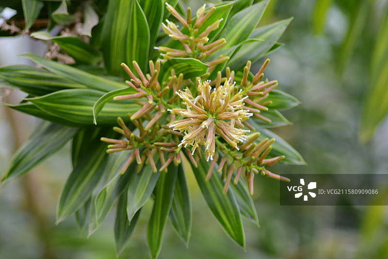 珍稀园林景观植物-Dracaena reflexa百合竹图片素材