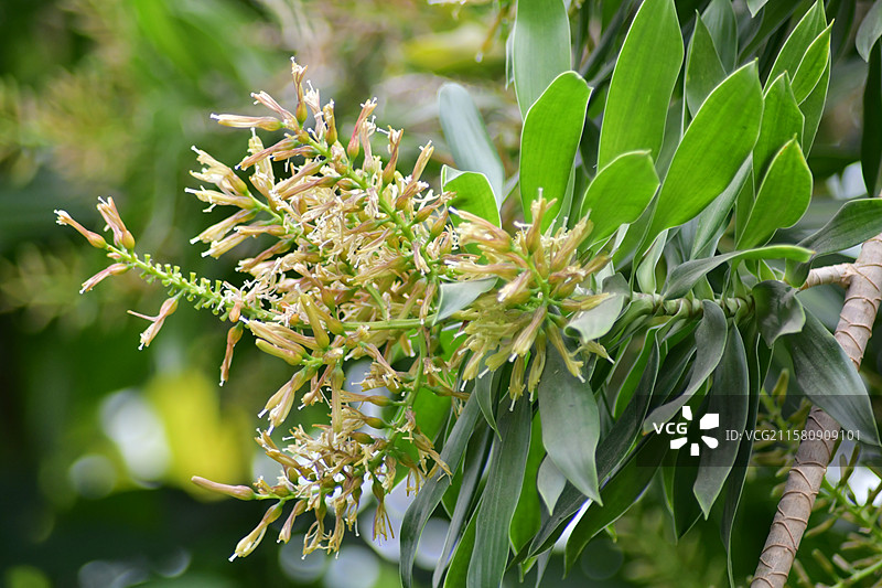 珍稀园林景观植物-Dracaena reflexa百合竹图片素材