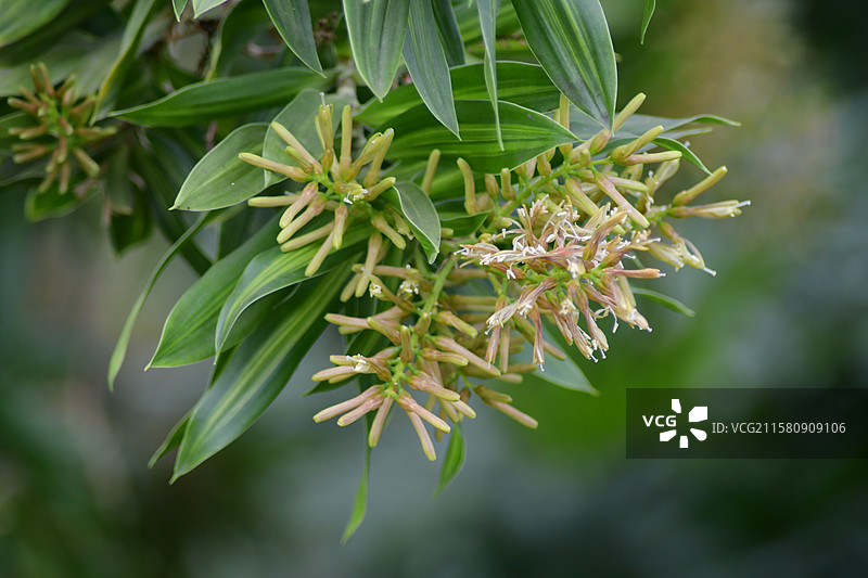 珍稀园林景观植物-Dracaena reflexa百合竹图片素材
