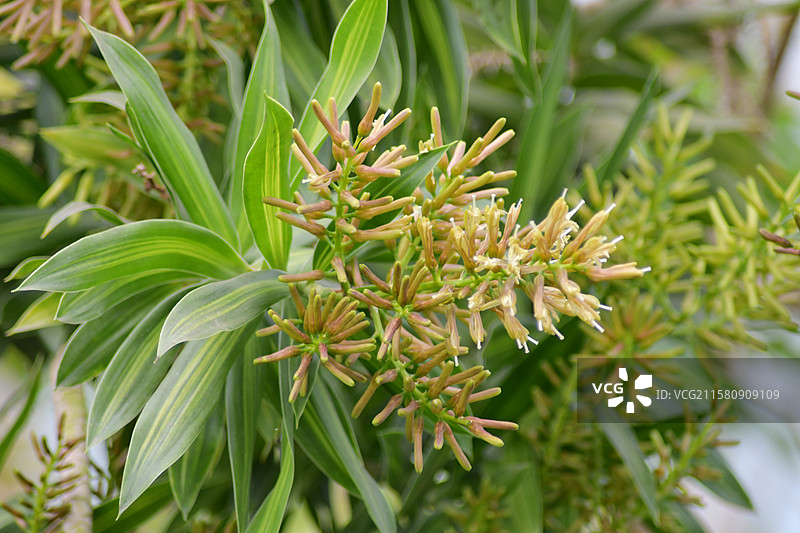 珍稀园林景观植物-Dracaena reflexa百合竹图片素材