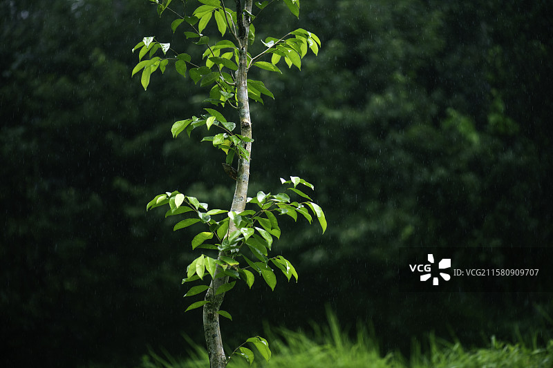 清新雨后小树图片素材