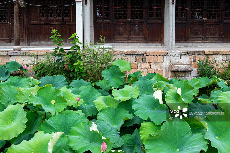 浙江湖州荻港古镇夏天荷塘的荷花和传统园林建筑图片素材