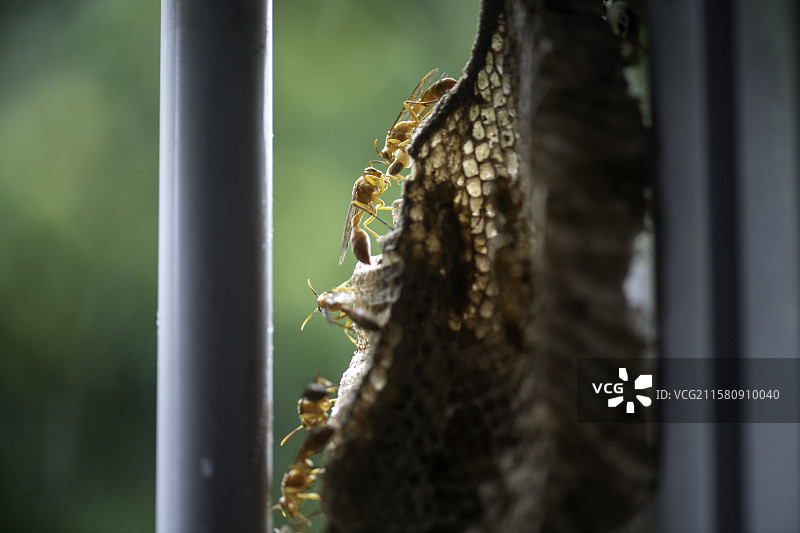 人类居民楼窗户蜂巢图片素材