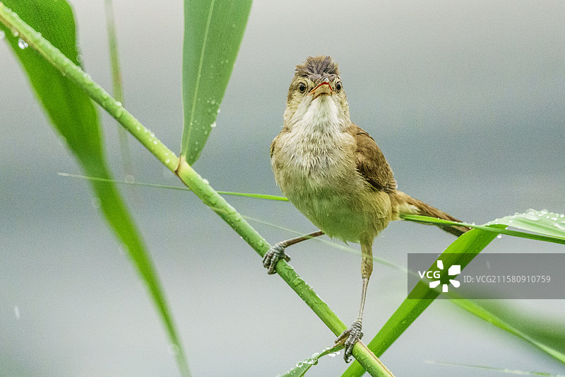东方大苇莺图片素材