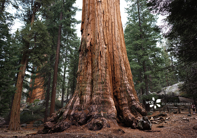 General Grant Tree 美国加州国王峡谷红杉树国家公园格兰特将军树图片素材