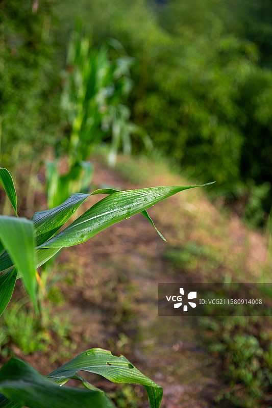 田间小径与清晨翠绿玉米叶露珠图片素材