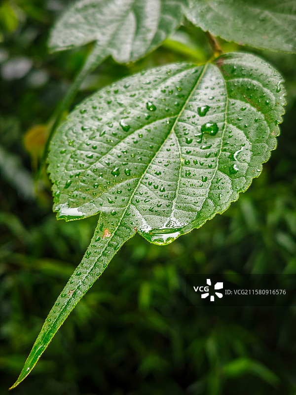 雨后绿叶图片素材