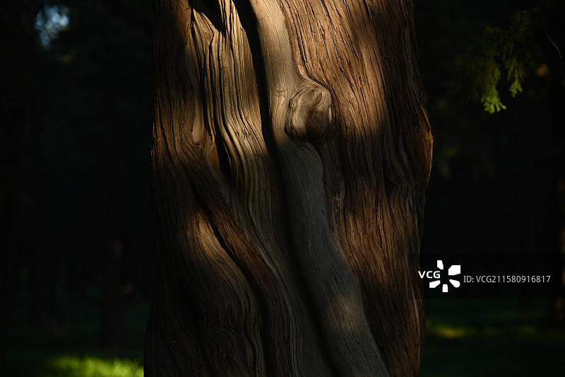 天坛古树图片素材