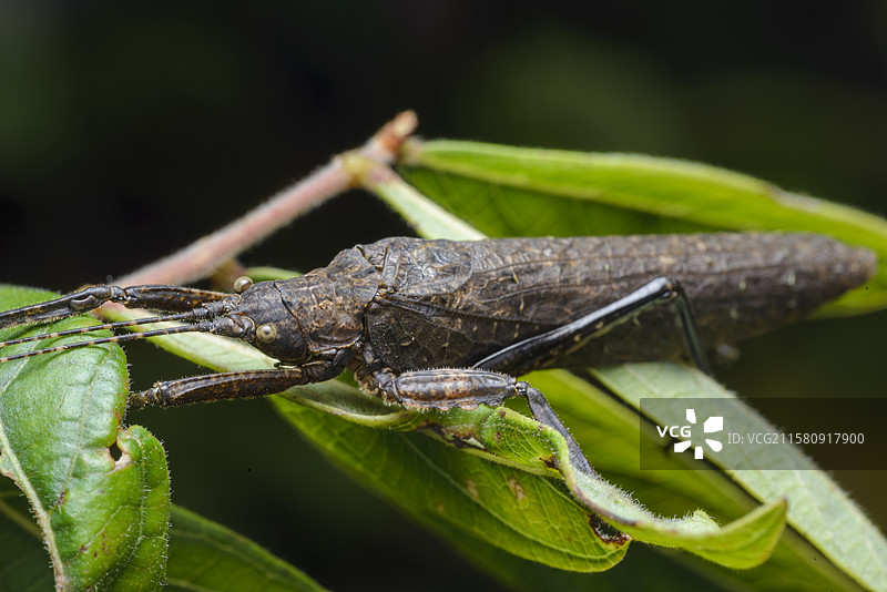 覆翅螽图片素材
