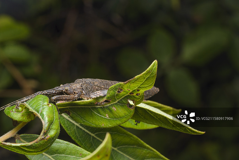 覆翅螽图片素材