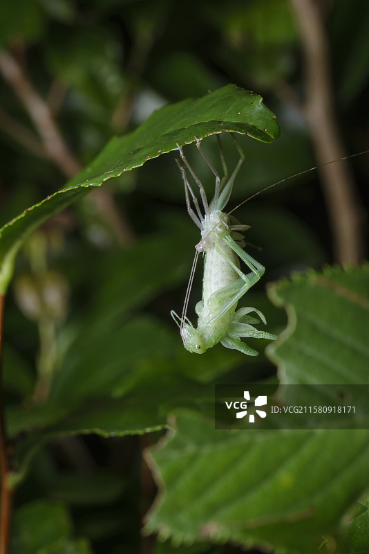 螽斯羽化蜕皮图片素材