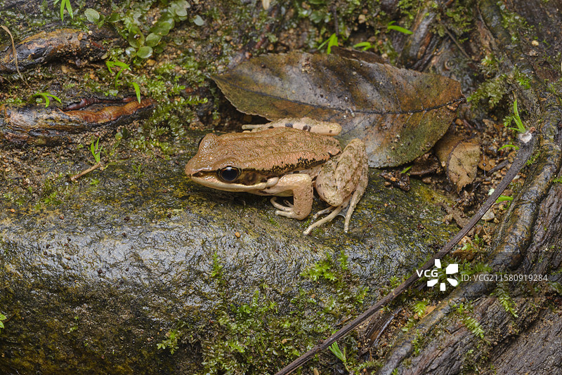 沼水蛙图片素材