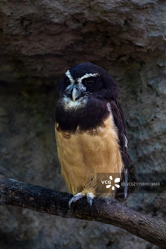 哥伦比亚眼镜鸮图片素材