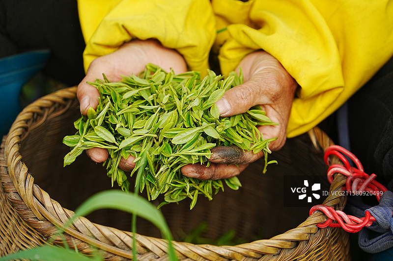 龙井茶图片素材