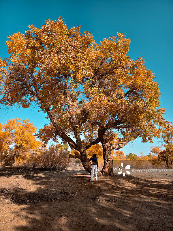 迷人的新疆金秋图片素材