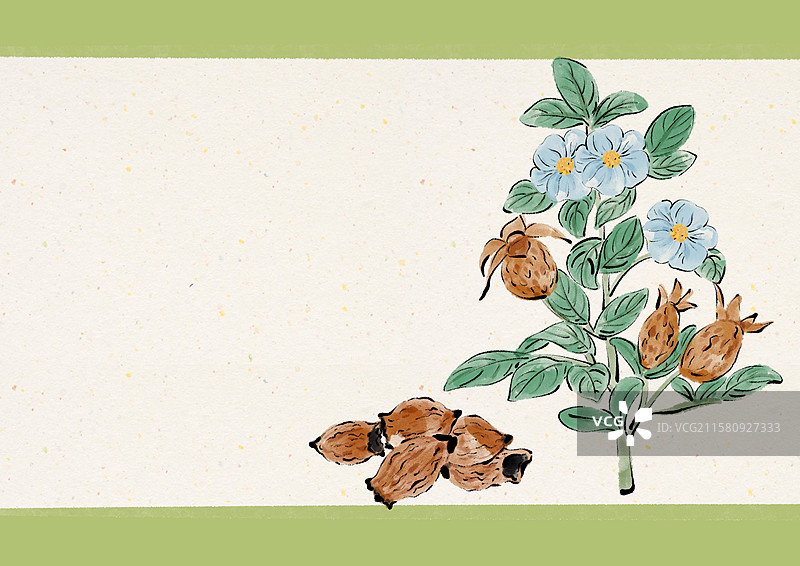 水墨风中医草药插画-金樱子图片素材