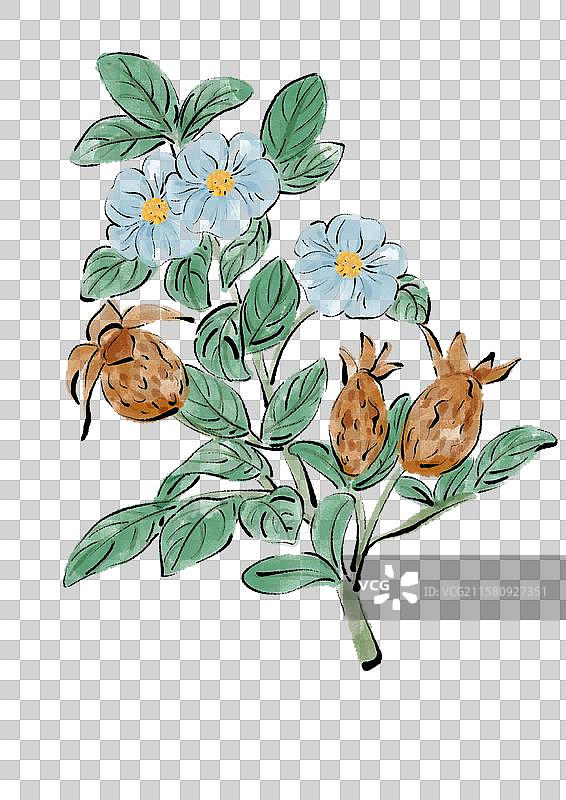水墨风中医草药插画元素-金樱子图片素材