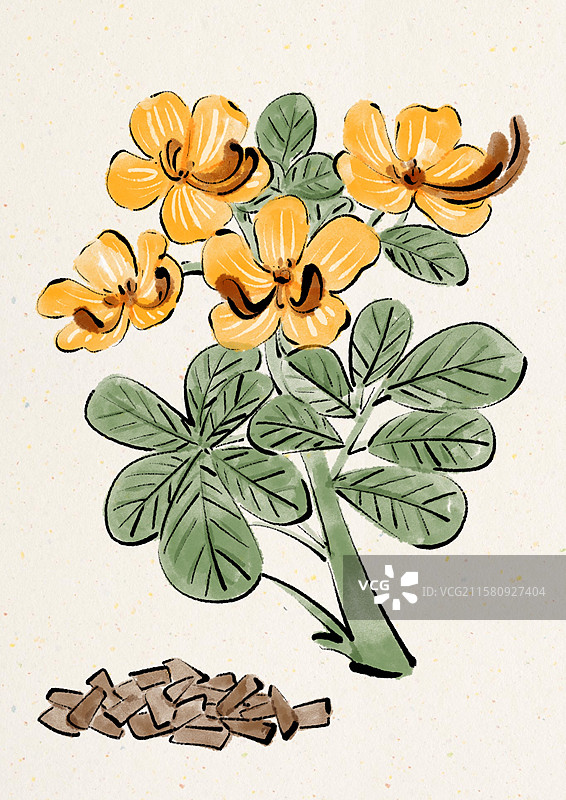 水墨风中医草药插画-决明子图片素材