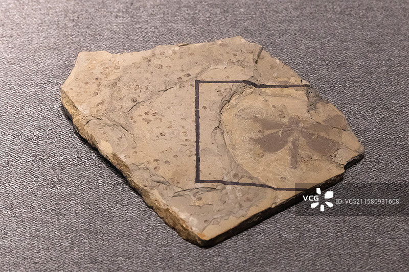 内蒙古博物院蜻蜓目中国卡拉套蜓时代中侏罗世产地内蒙古赤峰市宁城县道虎沟图片素材