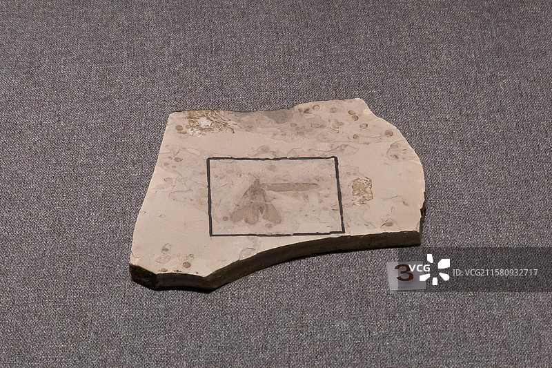 内蒙古博物院竹节虫目近脉崎䗛时代中侏罗世产地内蒙古赤峰市宁城县道虎沟图片素材