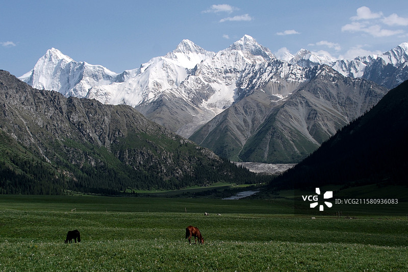 夏日新疆伊犁昭苏县夏塔旅游风景区蓝天雪山飞鹰草地树林牧场图片素材