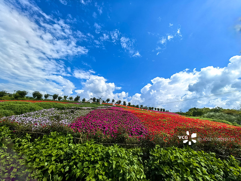 贵州省遵义市桐梓县娄山关街道杉坪村，黔北花海花香四溢，风景如画图片素材