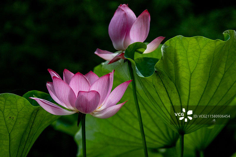 自然,清新,花瓣,花头,自然美,户外,生长,白昼,特写,粉色,荷花,叶子,十里荷塘,绍兴十里荷塘,花图片素材