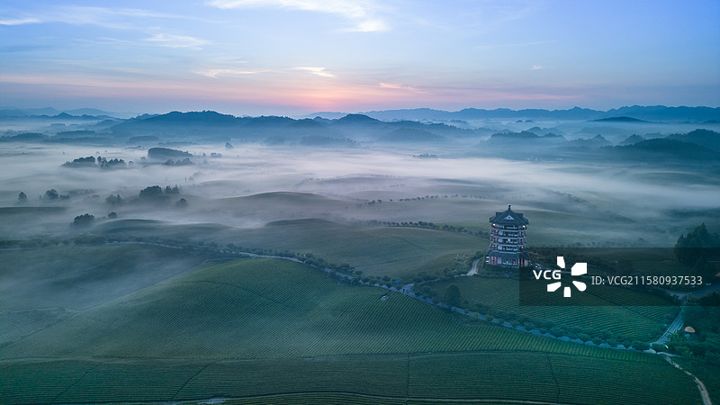 云雾缭绕的贵州湄潭茶园图片素材
