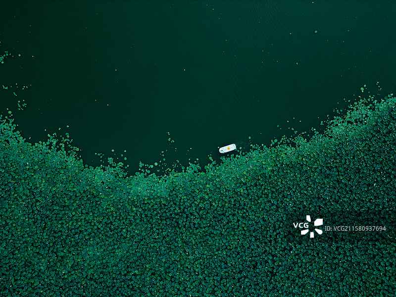 航拍视角下的荷叶图片素材