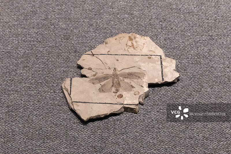 内蒙古博物院蜚蠊目美丽修长蠊时代中侏罗世产地内蒙古赤峰市宁城县道虎沟图片素材