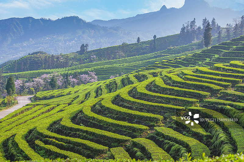 宜宾珙县鹿鸣茶山春天美丽景致图片素材