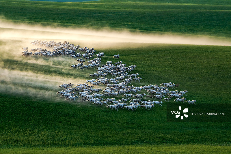 夕阳下奔跑的马群。图片素材