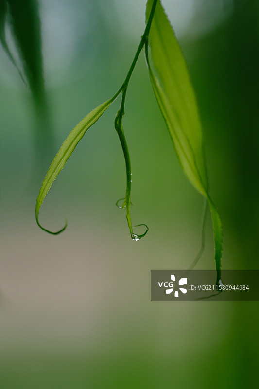 夏天下雨天绿色柳树柳条柳叶。雨滴雨水。高清风景背景图图片素材