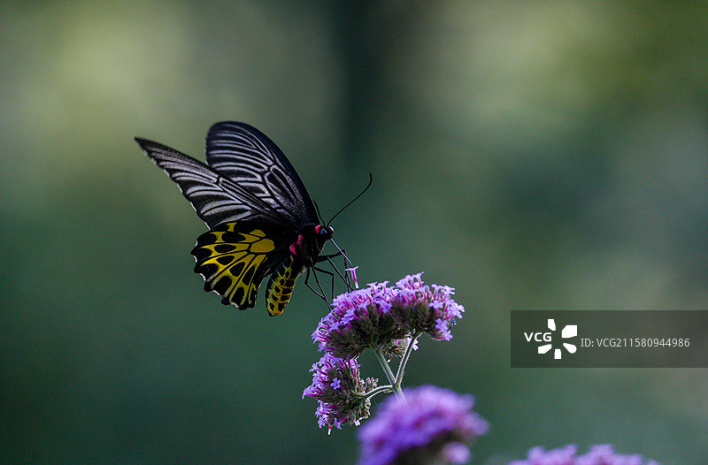 二级保护动物金裳凤蝶图片素材