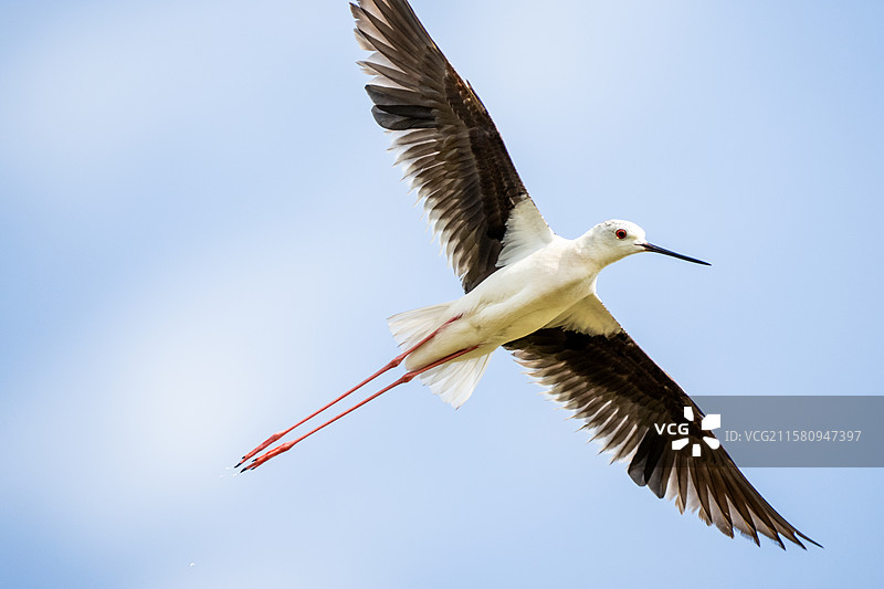 黑翅长脚鹬鸟飞快地在天空中掠过图片素材
