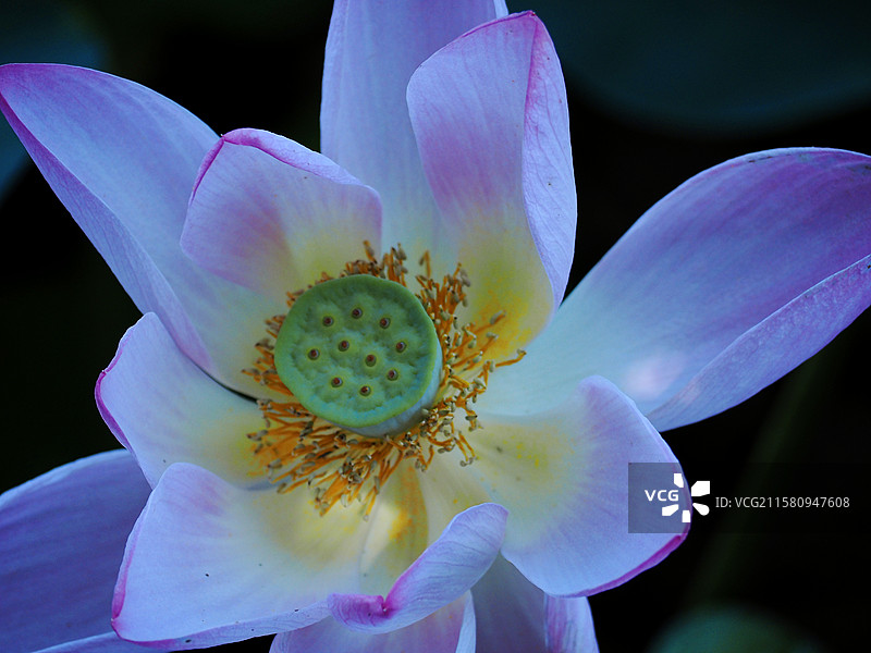粉白色莲花与绿色莲蓬莲子图片素材