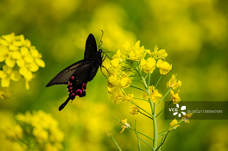 中国野生植物拍摄主题，春天的油菜花话粗上授粉的黑色彩色大蝴蝶，户外白昼无人图像摄影图片素材