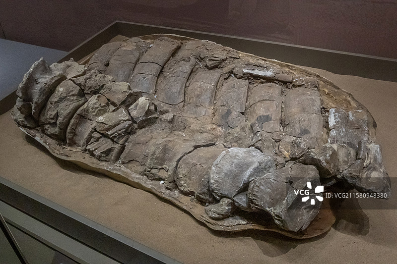 内蒙古博物院禽龙类部位背椎时代白垩世产地内蒙古巴彦淖尔市乌拉特后旗楚鲁庙附近图片素材