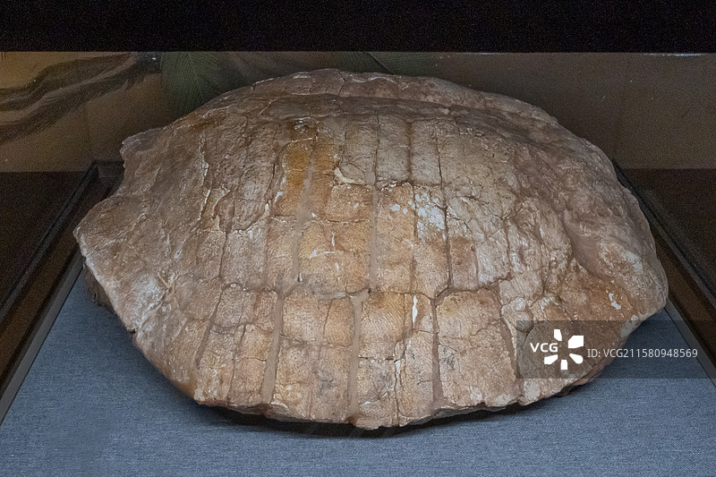 内蒙古博物院内蒙古江西龟地质年代晚白垩世产地内蒙古巴彦淖尔市乌拉特后旗巴彦满达呼图片素材